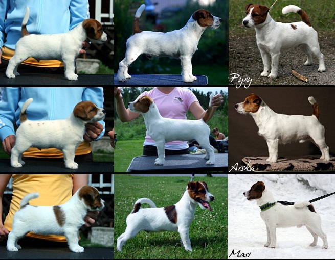 A-pentue 4vuotta_9kuvaa2.jpg - A-litter 4 years old :), part 2